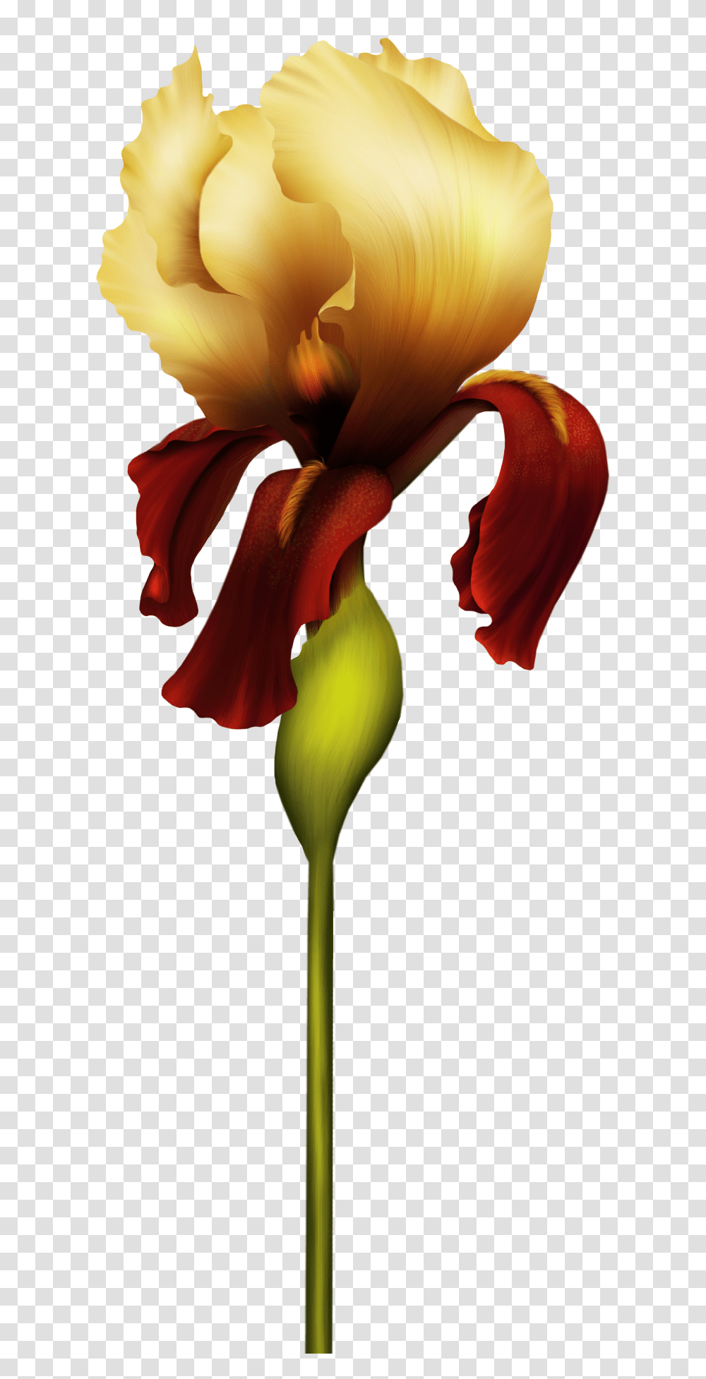 Iris Flower Clipart, Plant, Petal, Blossom, Leisure Activities Transparent Png
