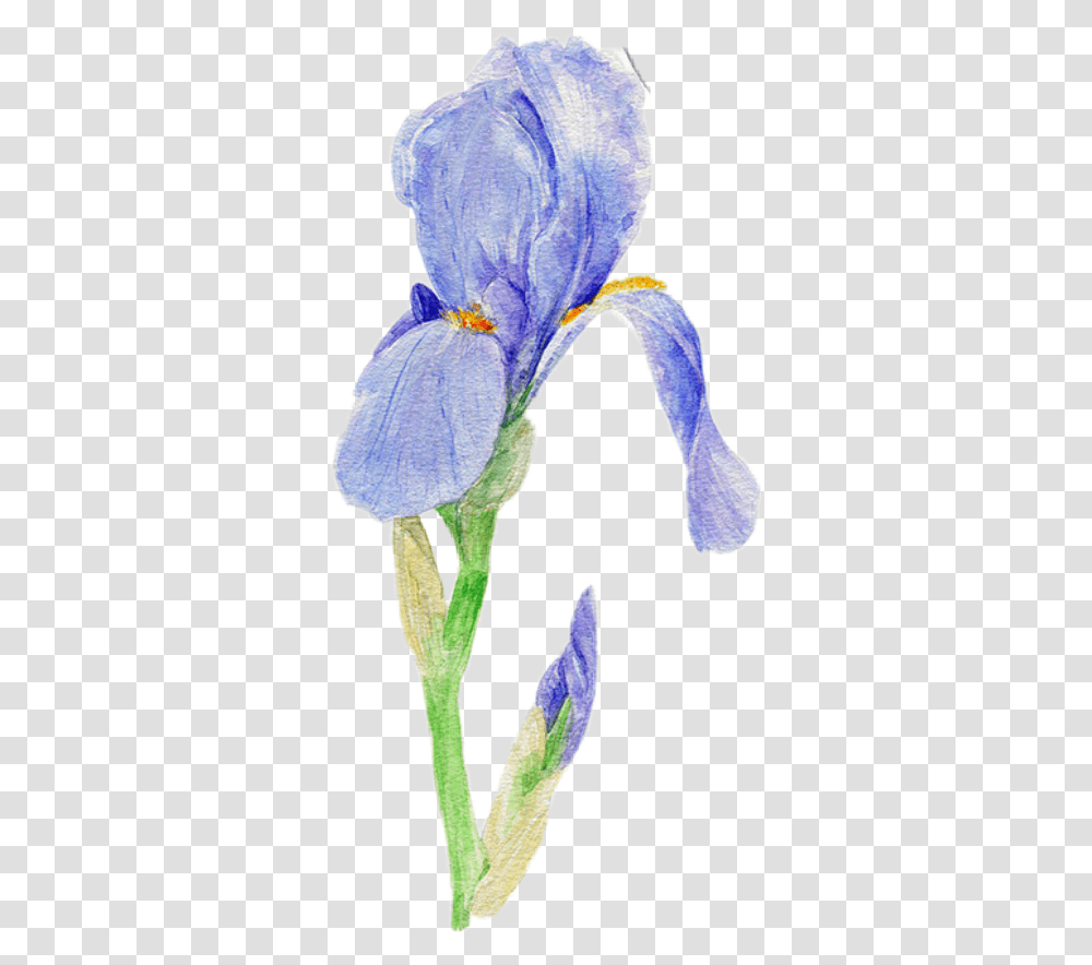 Iris Flower Flowers Blueflower Blueflowers Iris Versicolor, Plant, Blossom, Petal, Person Transparent Png