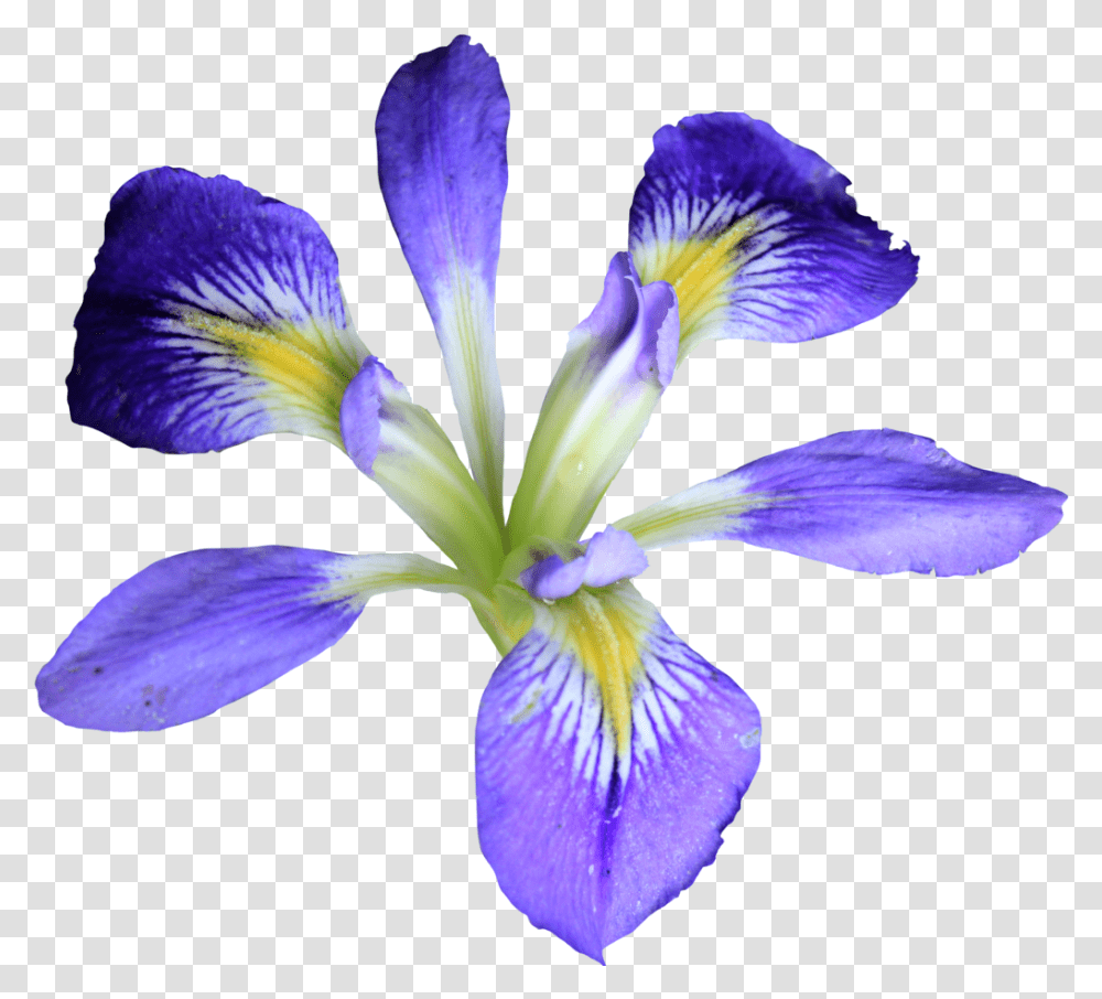 Iris Flower Hd Flower Iris, Plant, Blossom, Petal, Purple Transparent Png