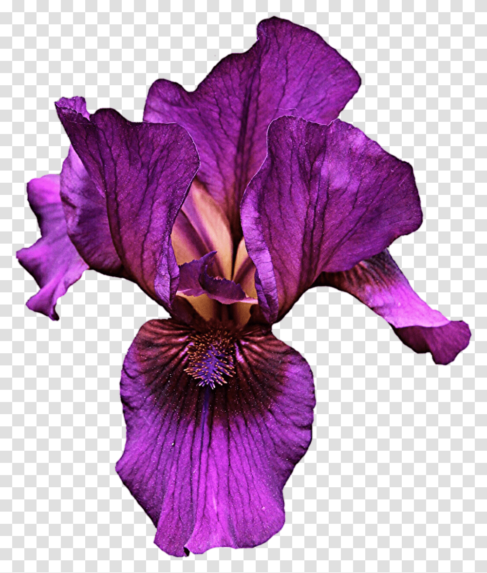 Iris Flower Hd Iris Flower Hd Images, Plant, Blossom, Petal, Purple Transparent Png