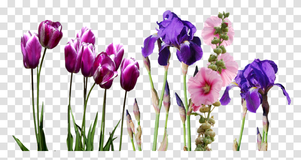 Iris Flower Hd Iris Flowers, Plant, Blossom, Tulip, Petal Transparent Png