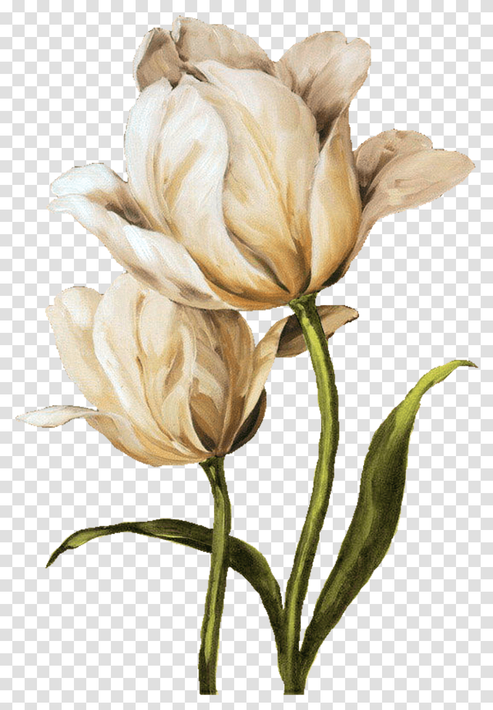 Iris Flower I Ekler Clipart Lisa Audit Young Oil Painted Flowers, Plant, Petal, Rose, Geranium Transparent Png