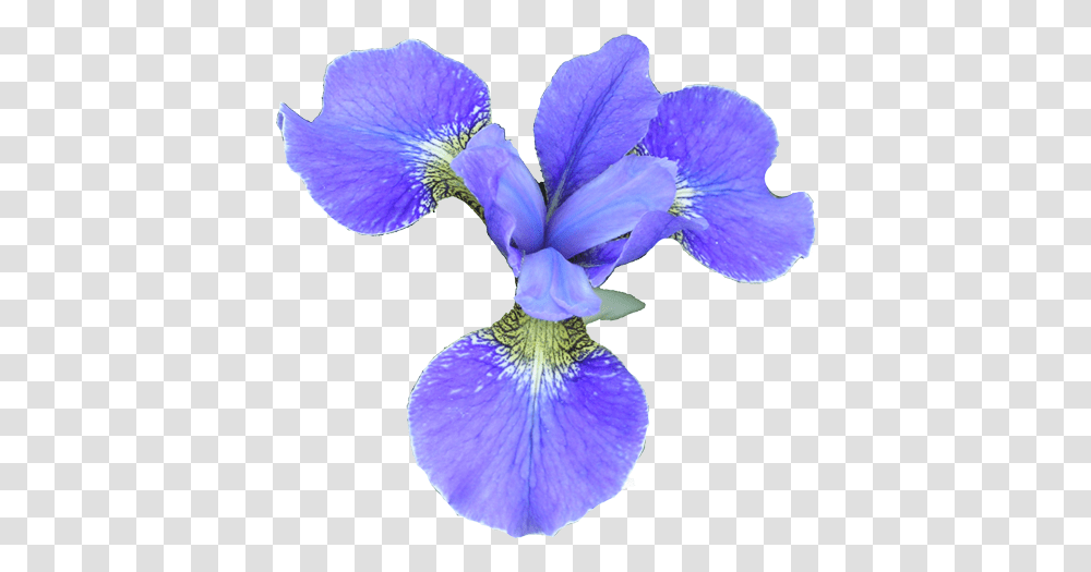 Iris Flower Image Iris Flower Image, Plant, Blossom, Petal, Purple Transparent Png