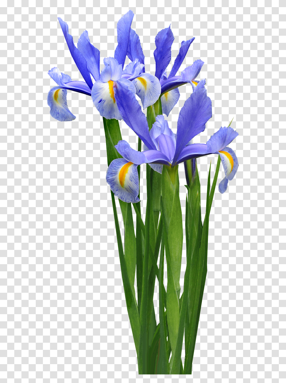 Iris Flower Image Iris Flower, Plant, Blossom, Petal, Anther Transparent Png