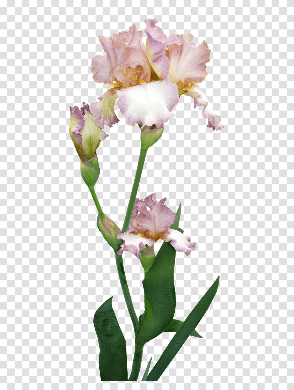 Iris Flower Iris Bouquet Background, Plant, Blossom, Petal, Gladiolus Transparent Png