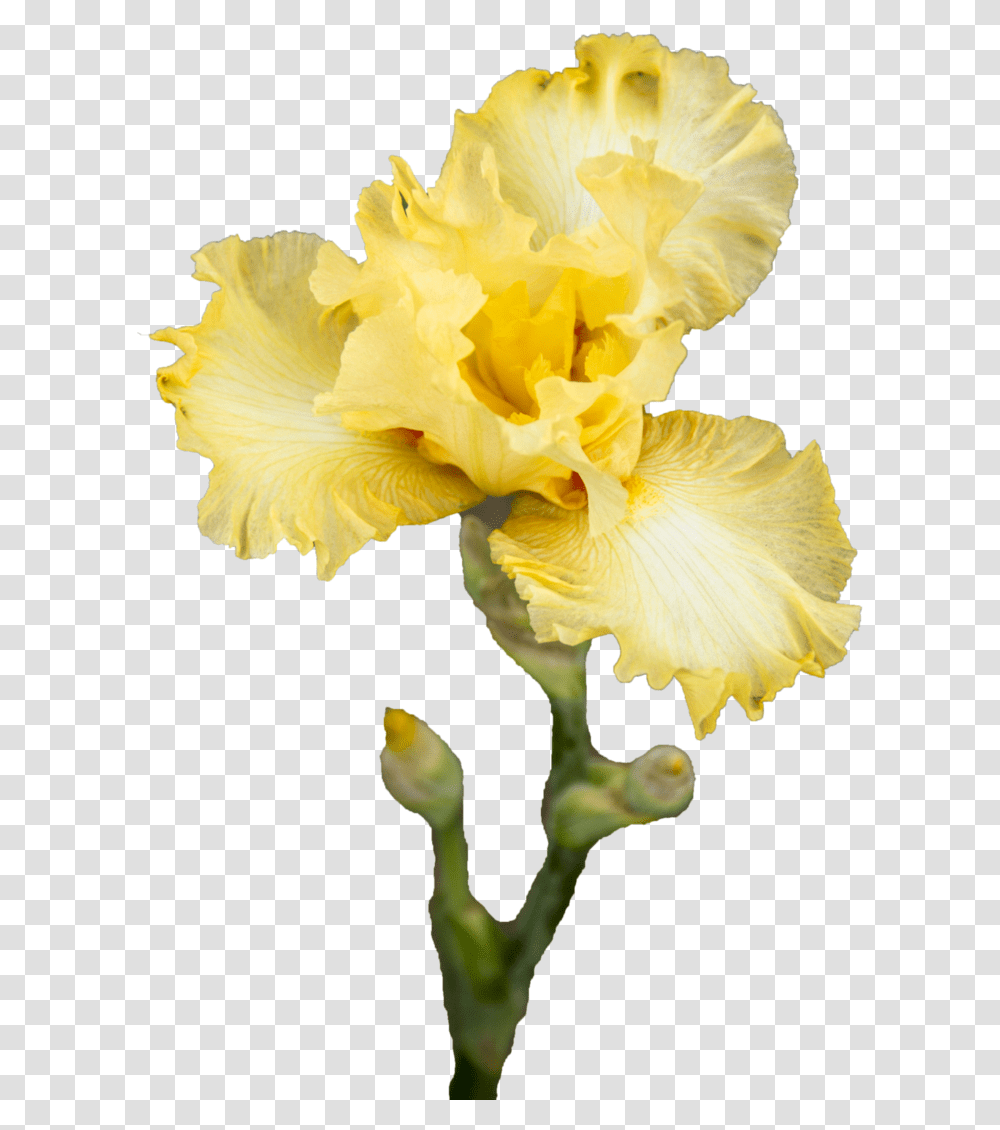 Iris Flower Iris Flower, Plant, Blossom, Petal, Daffodil Transparent Png