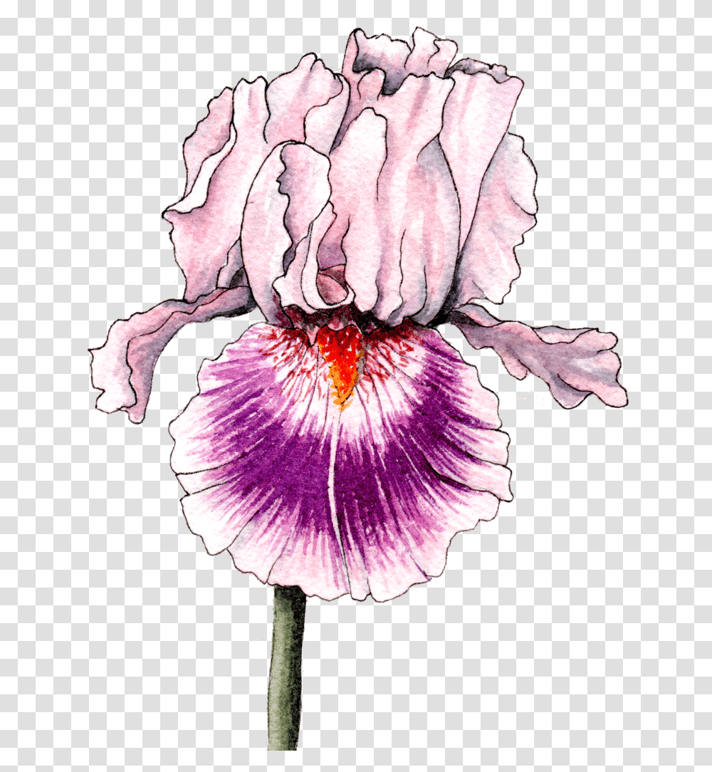 Iris Flower Iris, Plant, Blossom, Petal, Orchid Transparent Png