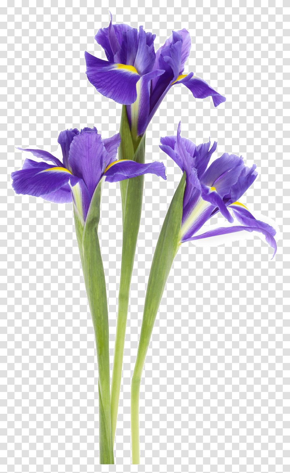 Iris Flower Iris, Plant, Blossom Transparent Png