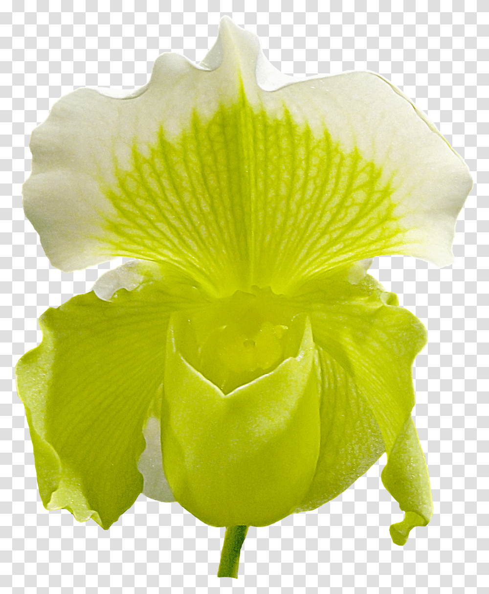Iris Flower Orchid Flower Image Hd Download Cattleya Orchids Transparent Png