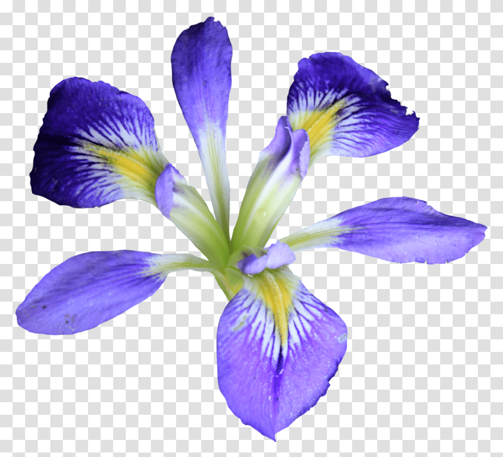 Iris Flower, Plant, Blossom, Petal, Purple Transparent Png