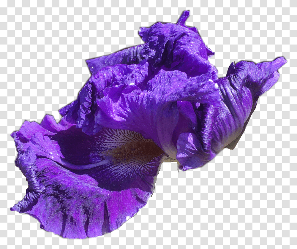 Iris, Flower, Plant, Blossom, Petal Transparent Png