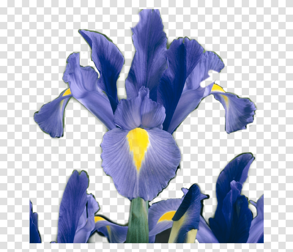 Iris Flower Sticker Irisflower By Irises, Plant, Blossom, Petal, Anther Transparent Png