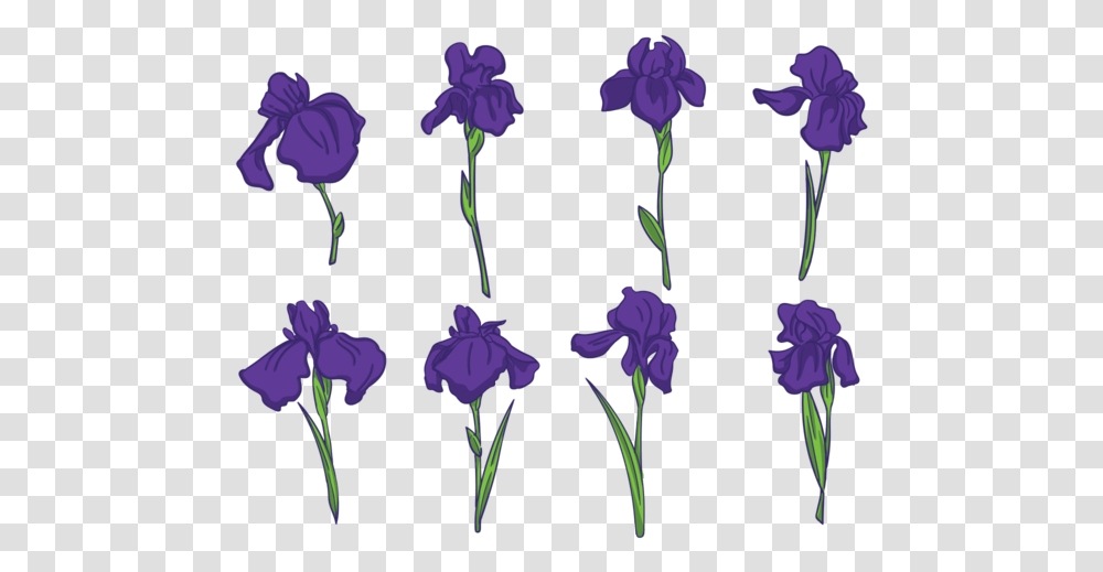 Iris Flower Vectors Iris Flower Vector, Plant, Petal, Pattern, Geranium Transparent Png