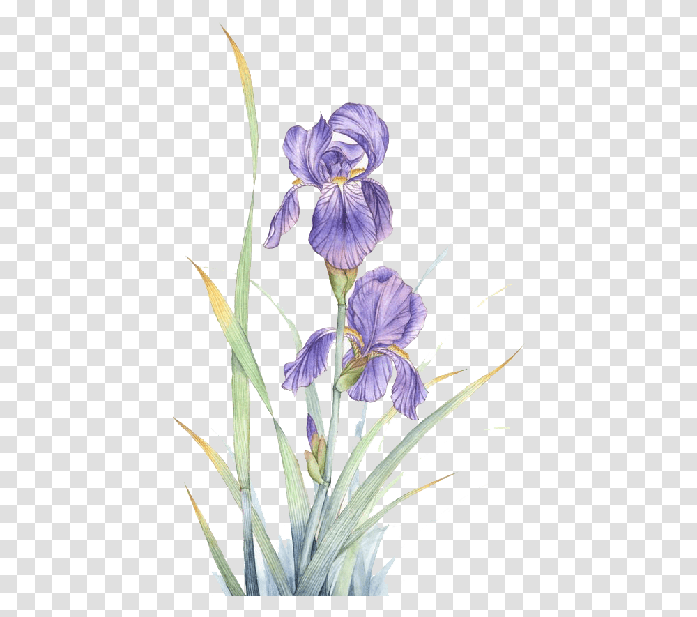 Iris Flower Violet Flower Watercolor, Plant, Blossom, Acanthaceae, Petal Transparent Png