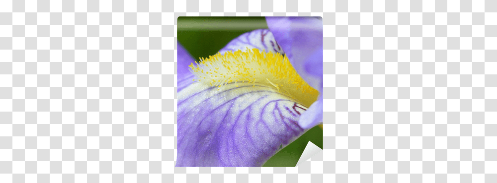 Iris Flower Wall Mural • Pixers We Live To Change Algerian Iris, Plant, Blossom, Petal, Anther Transparent Png