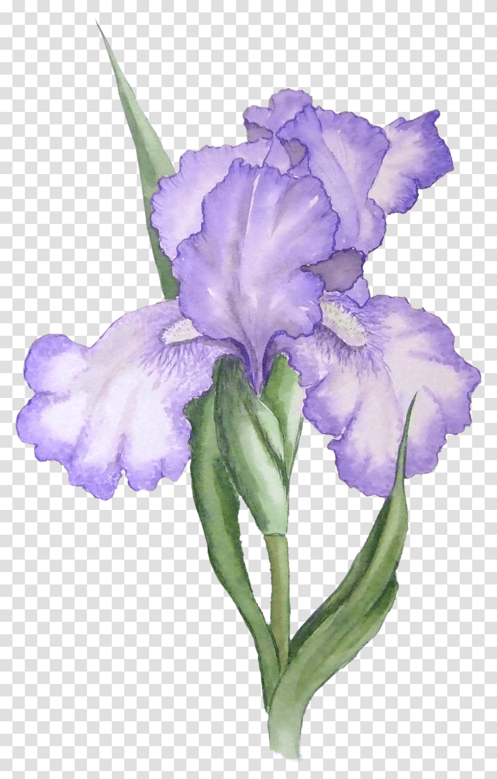 Iris Flower Watercolor Flower Drawing, Plant, Blossom, Rose, Geranium Transparent Png