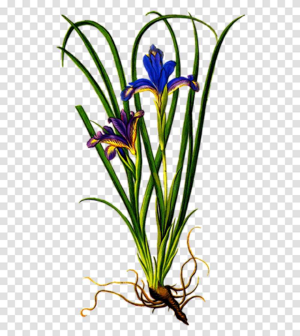 Iris Flower With Roots, Plant, Blossom, Pineapple, Fruit Transparent Png