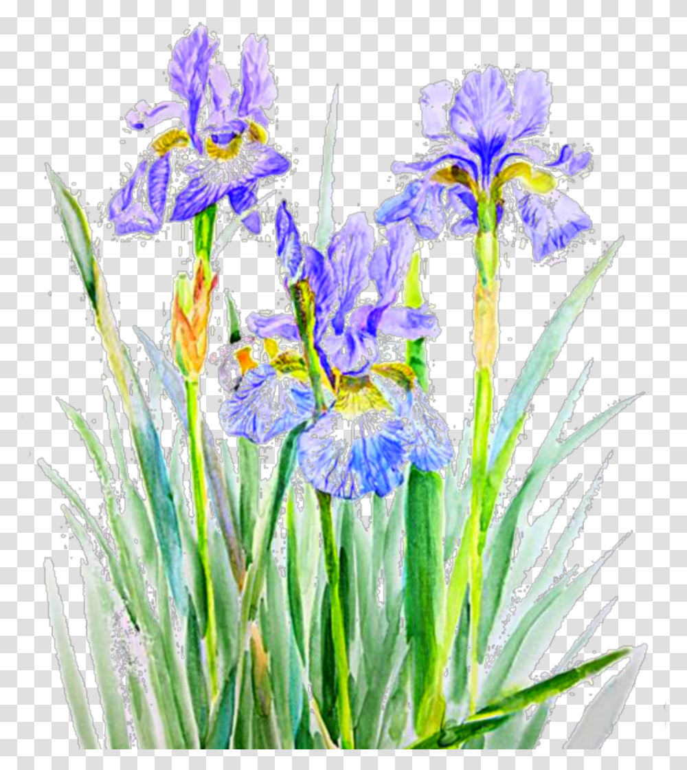 Iris Flowers Purple Sticker Iris And Lavender Painting, Plant, Blossom Transparent Png