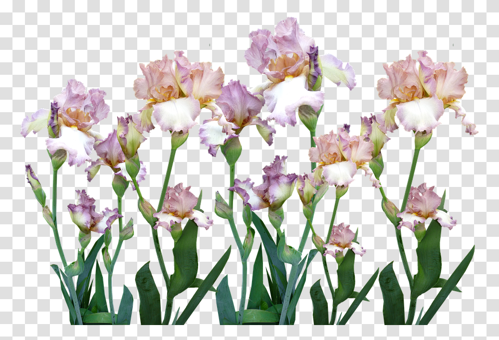 Iris Garden Flowers Free Photo On Pixabay Iris, Plant, Blossom, Gladiolus, Daffodil Transparent Png