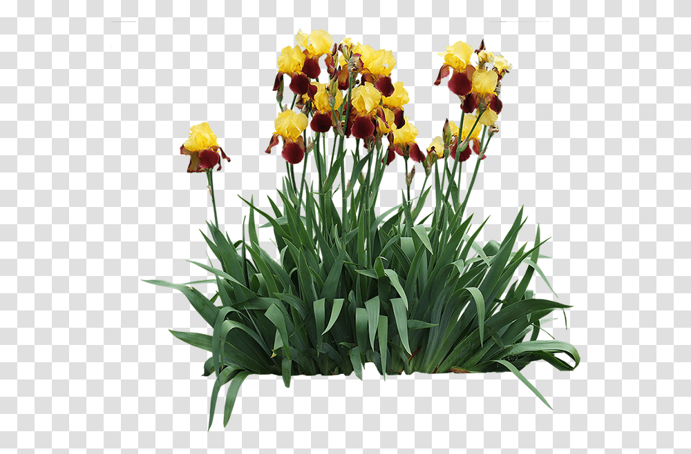 Iris Germanica Irises, Plant, Flower, Blossom, Daffodil Transparent Png