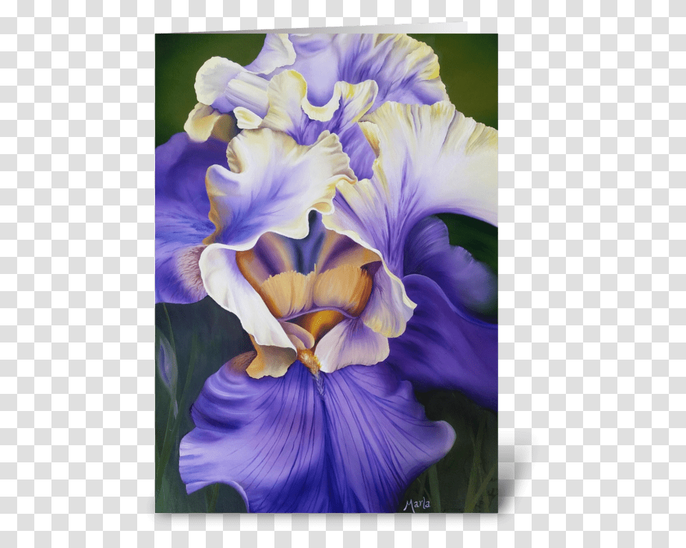 Iris Greeting Card Orris Root, Flower, Plant, Blossom, Geranium Transparent Png