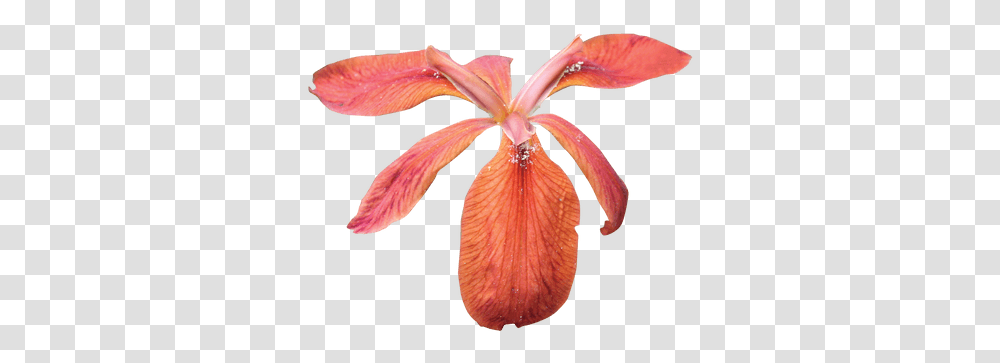Iris Images Stickpng Red Iris Flower, Petal, Plant, Blossom, Anther Transparent Png