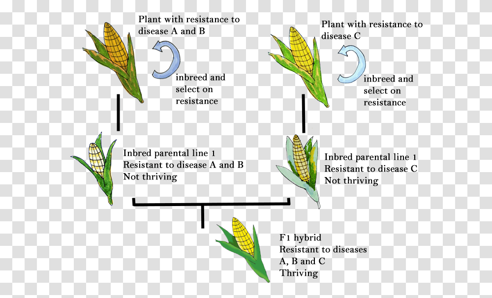 Iris, Leaf, Plant, Vegetation Transparent Png