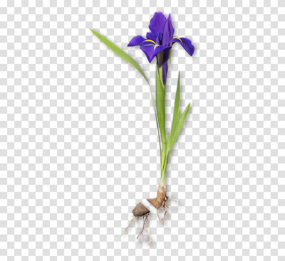 Iris Lilies, Plant, Flower, Petal, Tulip Transparent Png