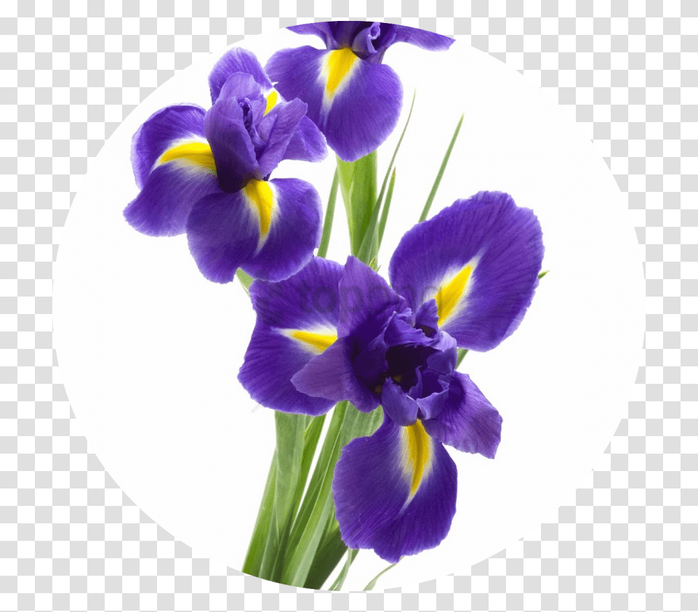 Iris Means A Message For You Purple Iris Flower Background, Plant, Blossom, Petal, Anther Transparent Png