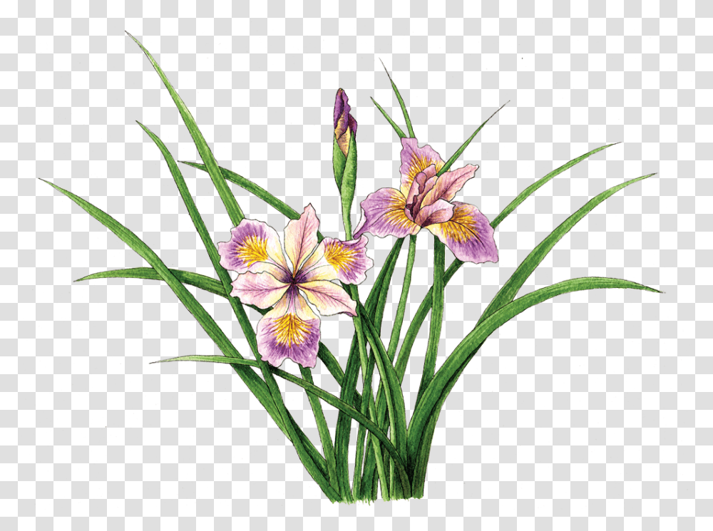 Iris Pacific Coast Hybrid Iris Japonica, Plant, Flower, Blossom, Petal Transparent Png