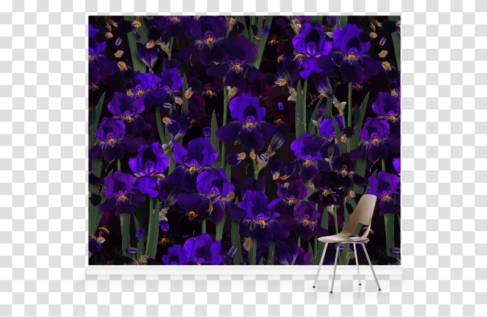 Iris, Plant, Chair, Furniture, Flower Transparent Png