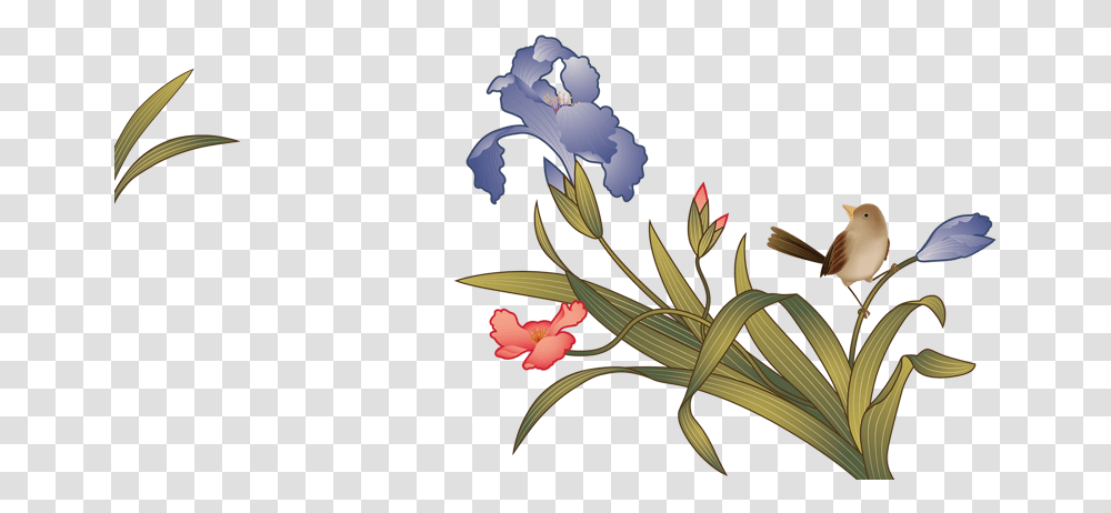 Iris, Plant, Floral Design, Pattern Transparent Png