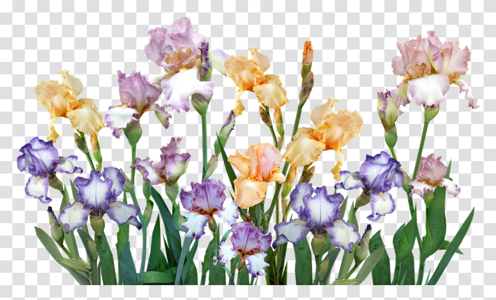 Iris, Plant, Flower, Blossom, Flower Arrangement Transparent Png