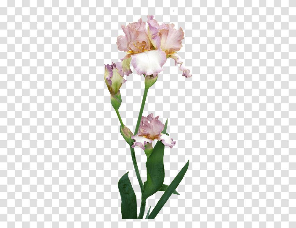Iris Plant Flower Iris Blowming Background, Blossom, Gladiolus, Pollen, Petal Transparent Png