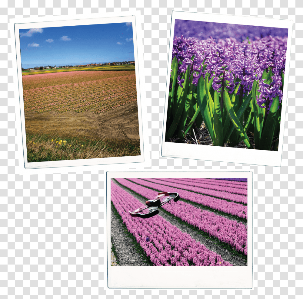 Iris, Plant, Lavender, Flower, Blossom Transparent Png