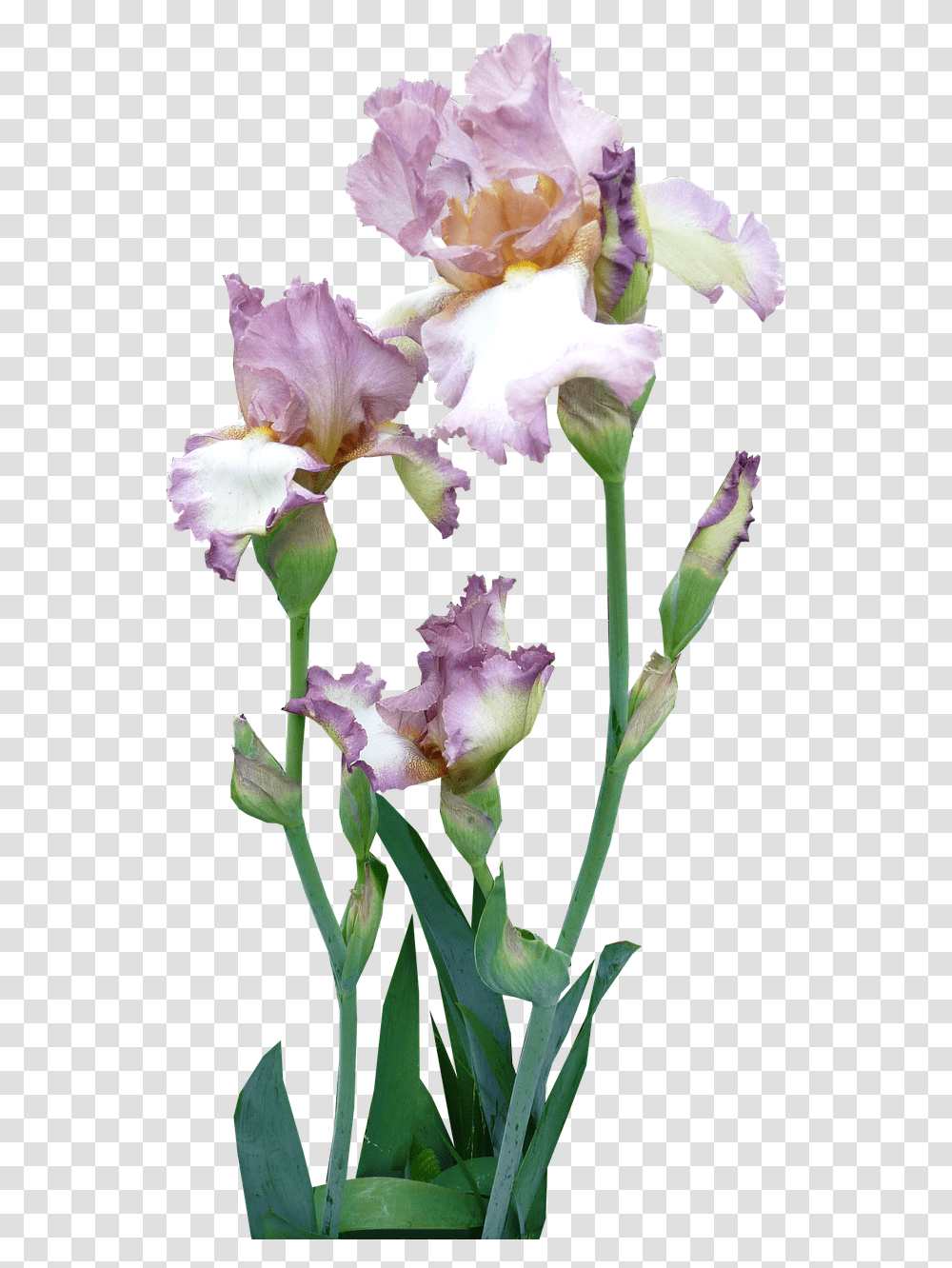 Iris Plant Mauve Free Photo Pink Iris Flower, Blossom, Gladiolus Transparent Png