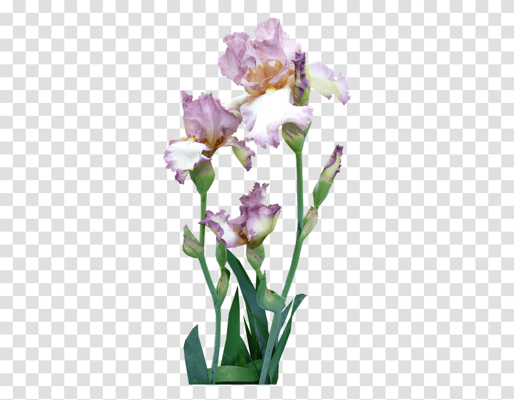 Iris Plant Mauve Transparente Iris, Flower, Blossom, Gladiolus, Orchid Transparent Png