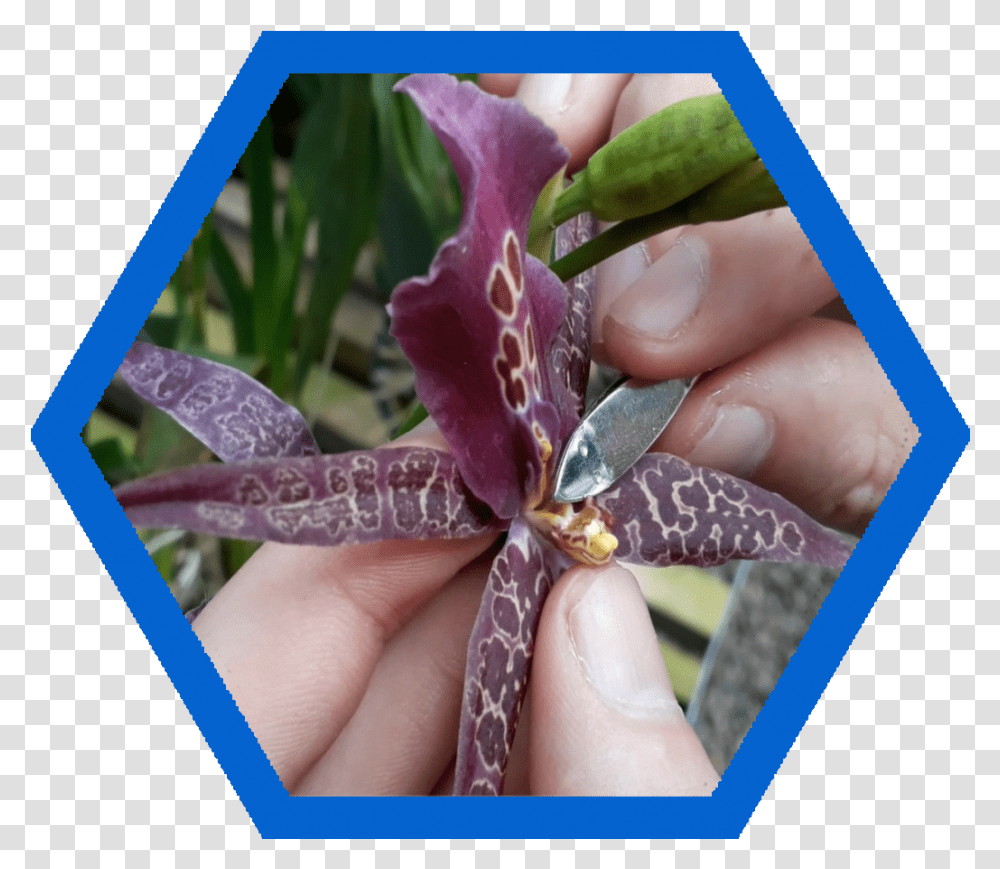 Iris, Plant, Person, Flower, Petal Transparent Png