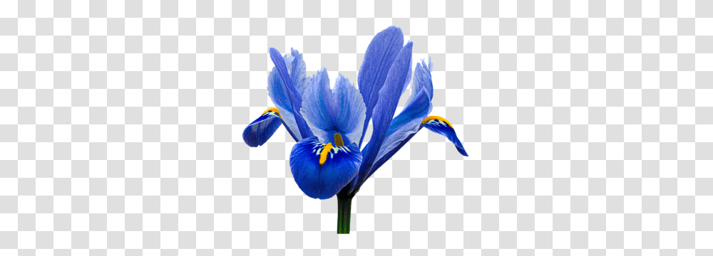 Iris Recticulata Background Throw Pillow Iris Flower Background, Plant, Blossom, Petal, Crocus Transparent Png