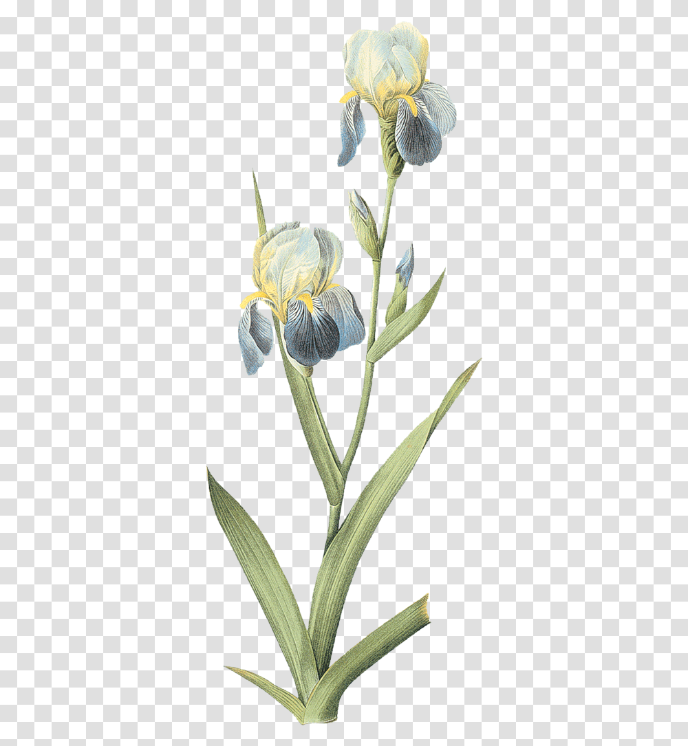 Iris Science Illustration, Flower, Plant, Blossom, Petal Transparent Png