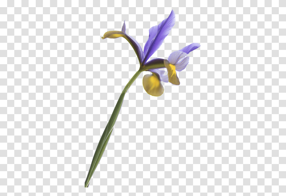 Iris Transparency, Flower, Plant, Blossom, Petal Transparent Png