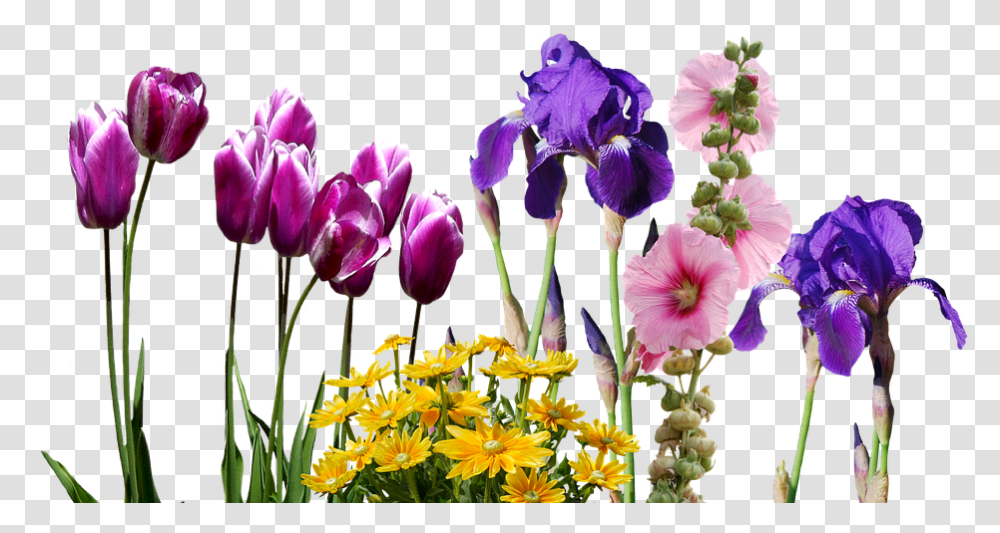 Iris Tulips Flowers Nature Violet Tulpenbluete Wedding Save The Date Invite, Plant, Blossom, Petal, Daisy Transparent Png