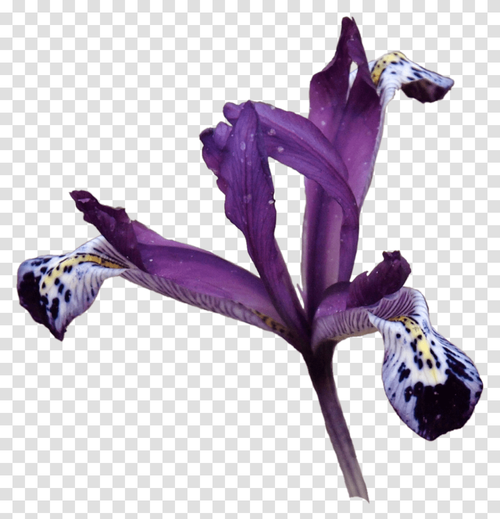 Iris Versicolor, Flower, Plant, Blossom, Petal Transparent Png