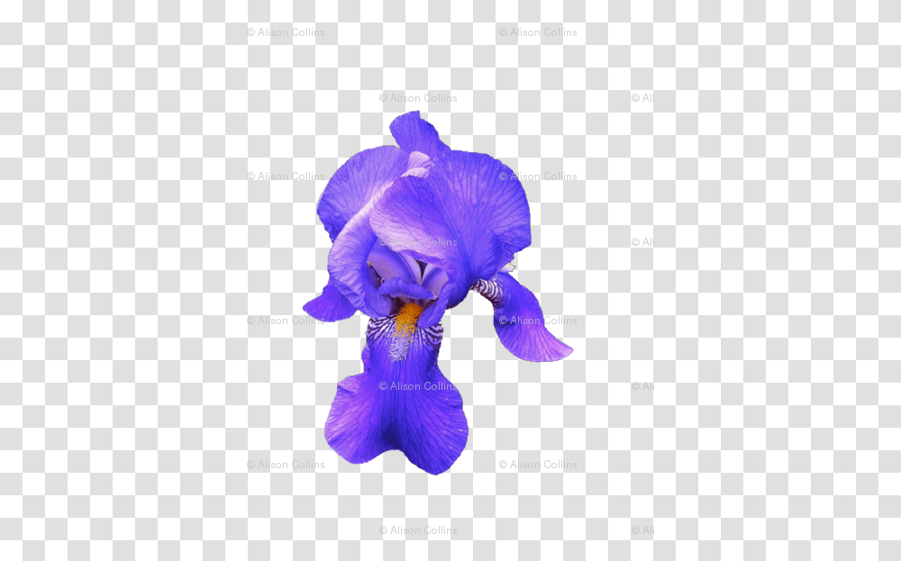 Iris Versicolor, Flower, Plant, Blossom, Petal Transparent Png