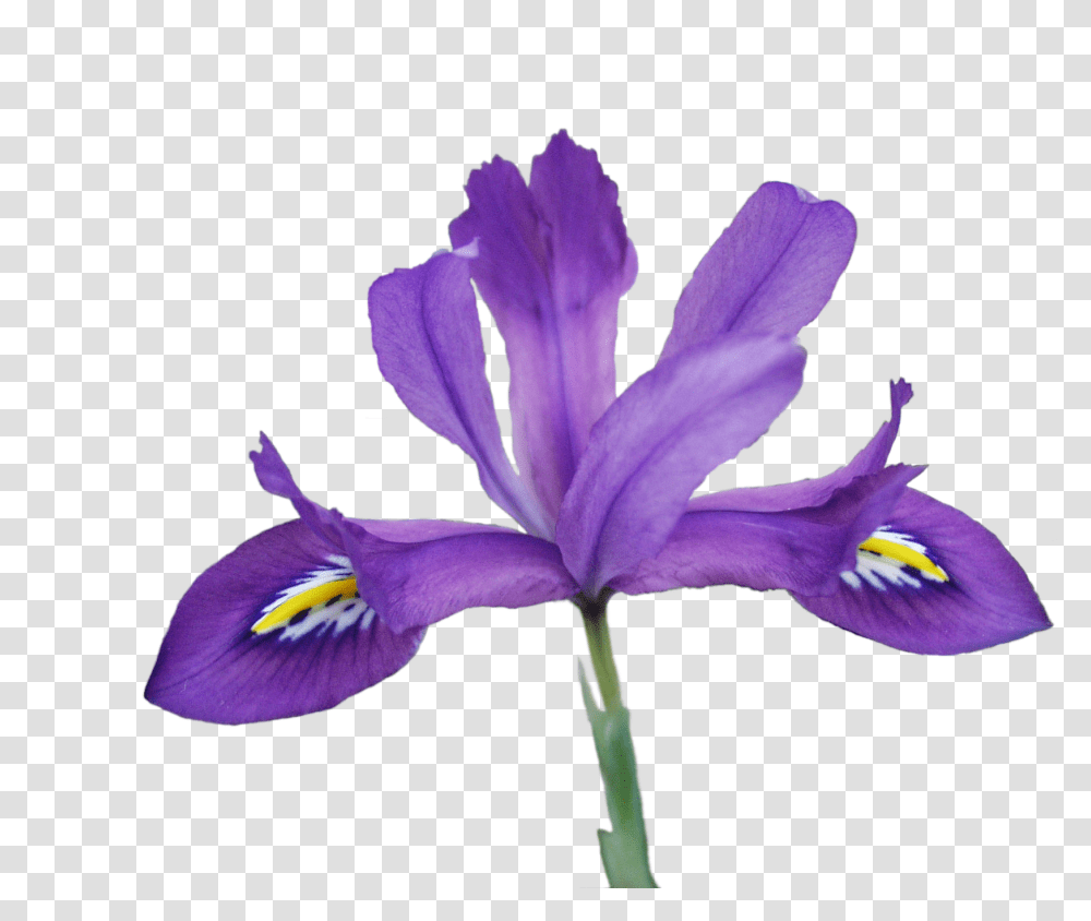 Iris Versicolor, Flower, Plant, Blossom, Petal Transparent Png