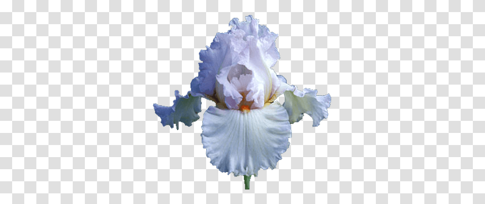 Iris White Background Iris Flower, Plant, Blossom, Petal Transparent Png