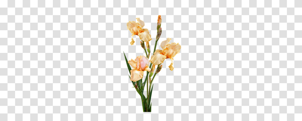 Irises Nature, Plant, Flower, Blossom Transparent Png