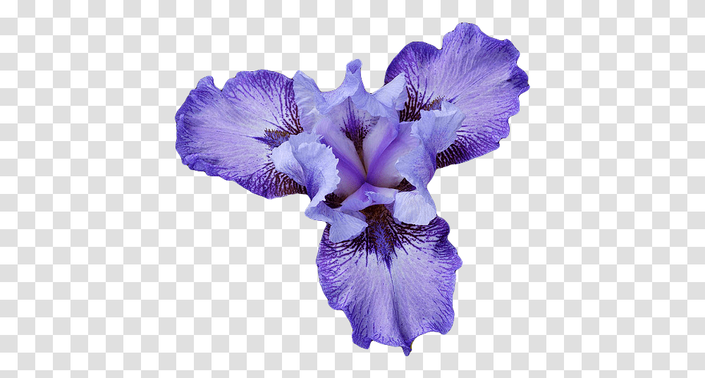 Irises Cj 84 Wallpapers V18 Iris Flower, Plant, Blossom, Petal, Anther Transparent Png