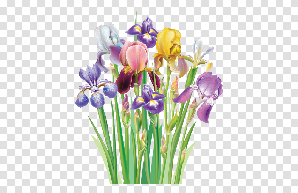 Irises Clipart Image Iris Flower Clip Art, Plant, Blossom, Petal, Flower Arrangement Transparent Png