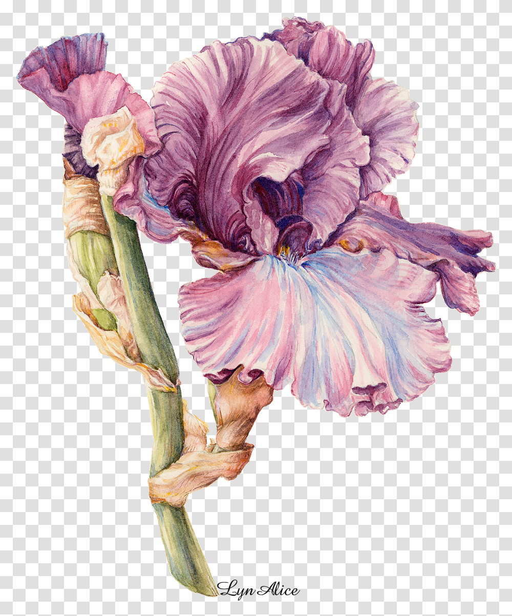 Irises, Flower, Plant, Blossom, Fungus Transparent Png
